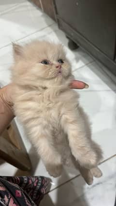 Persian kittens for sale