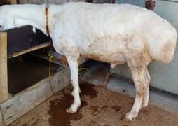 11 months sheep for sale