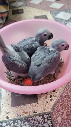 AFRICAN GREY AND YELLOW RING NECK FOR SALE