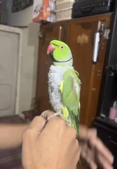 PARROT 0301/8131/058