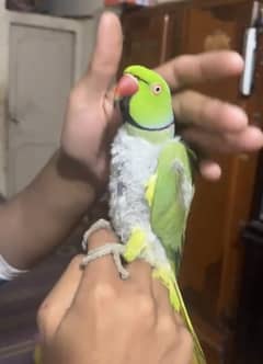 PARROT 0301/8131/058