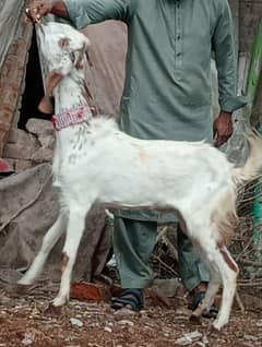 Dasi