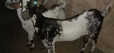 breeder male aik 2 daant or 2 kheeray