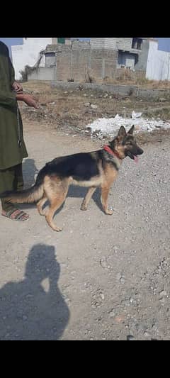 German shepherd male dog is ready for new home