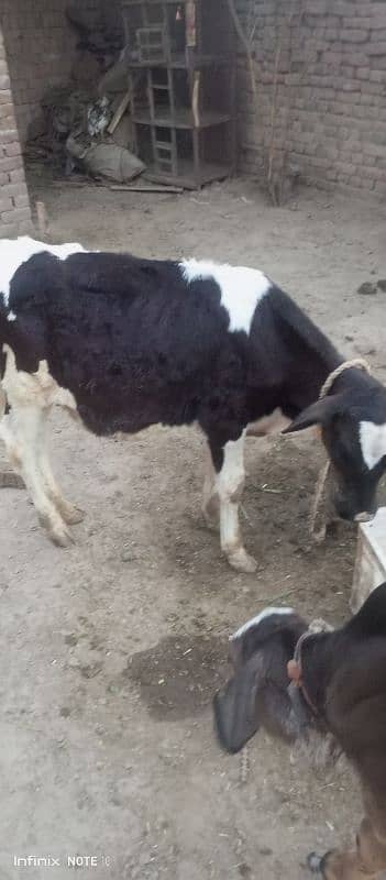 Australian cow 4