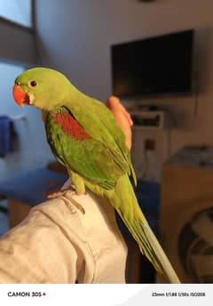 raw patha for sale hand tamed ha bolna sekh rha ha
