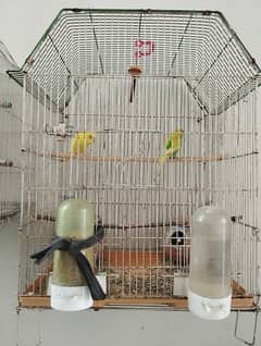 Australian parrots pair with cage