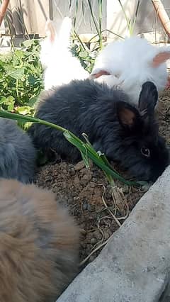 English Angora full face and Lion Head