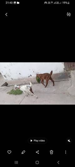 gaot Male  female pair for sale 25k fainl