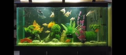 Aquarium