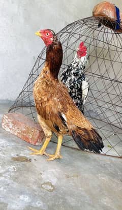 Lakhi