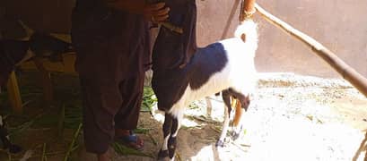 Bakra