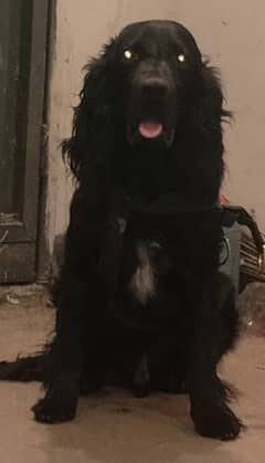 Cocker spaniel