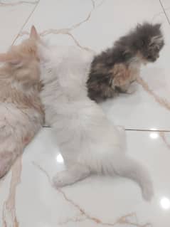 persion cat kitten