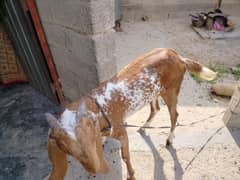bakra