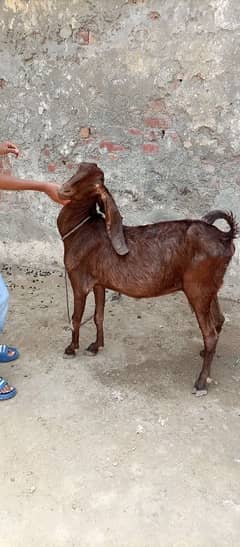 nagra