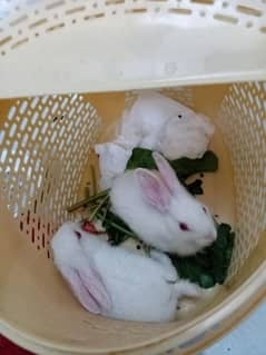White Rabbits Red Eyed