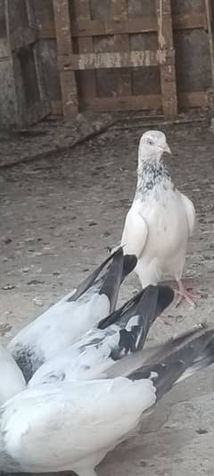 pigeons For Sale
