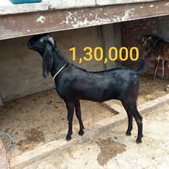 Bakra|Contact