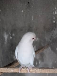 Birds for Sale
