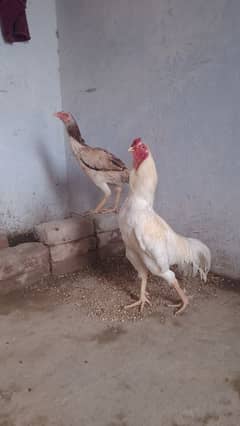 Mashalha Bohat AchA murga h