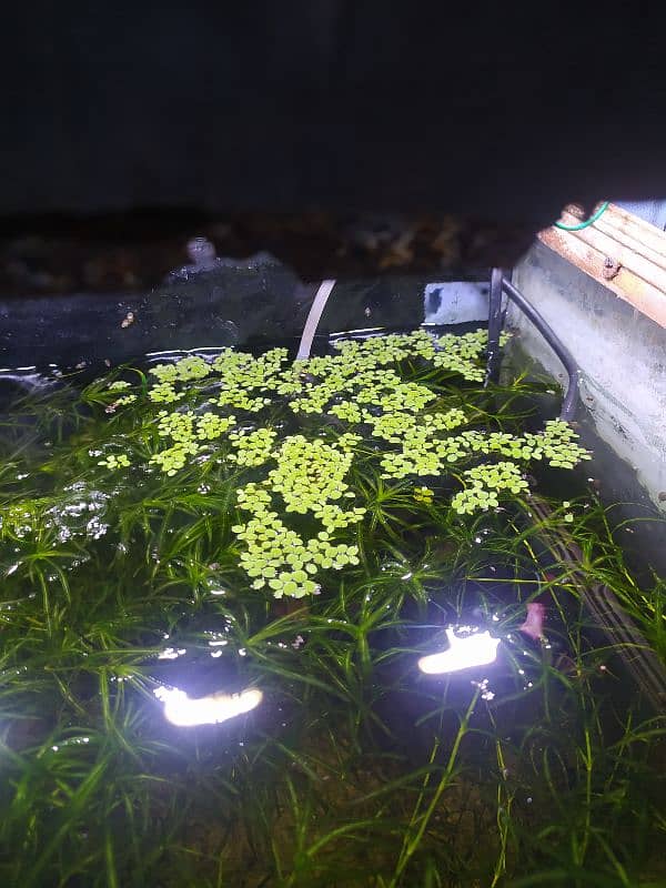 Fish Babies 1