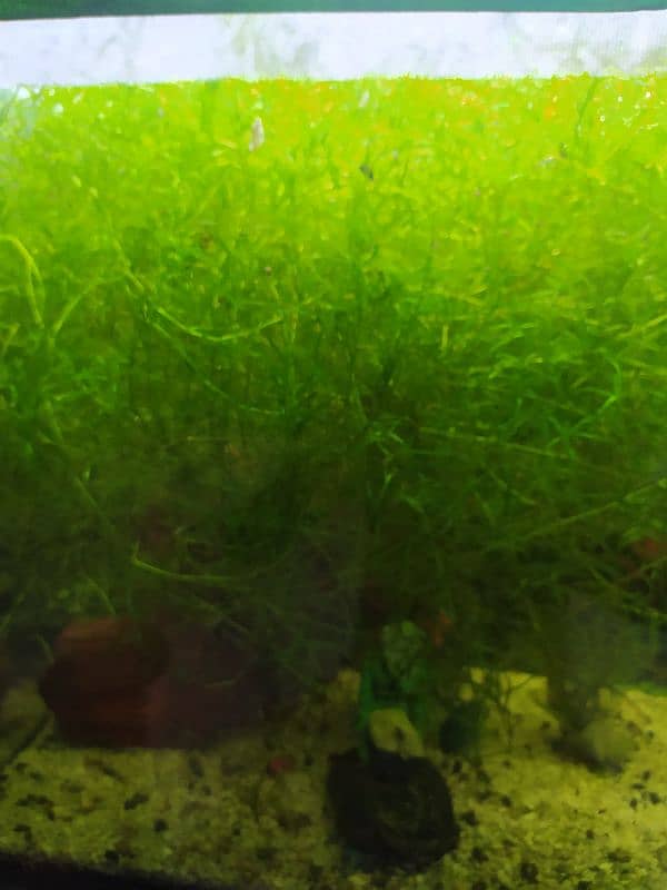 Fish Babies 2