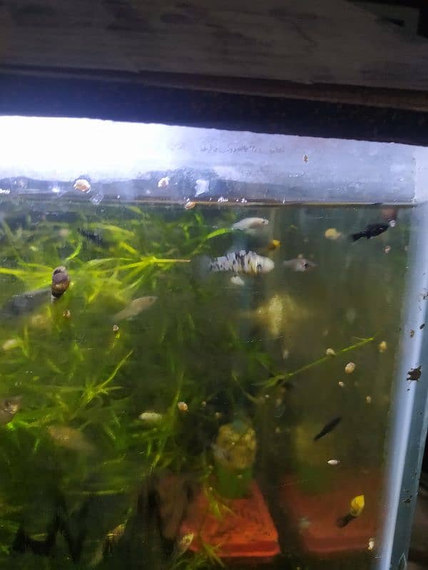 Fish Babies 5
