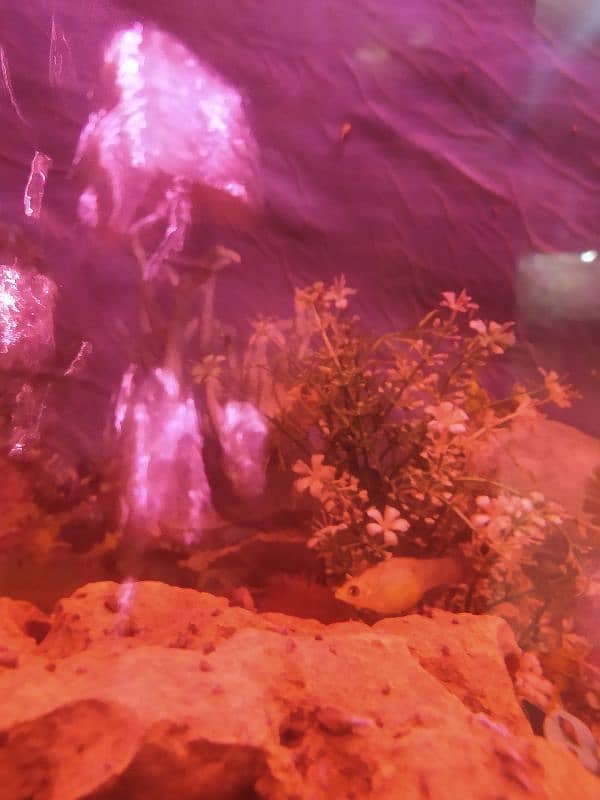 Fish Babies 7