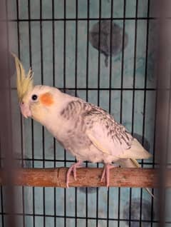 cockateil