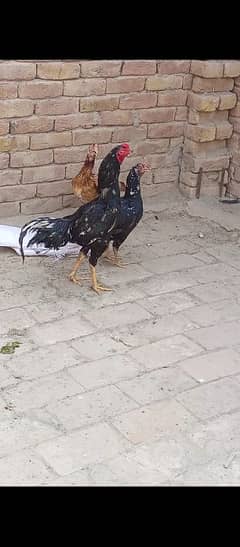 Black Aseel Lasani Pair