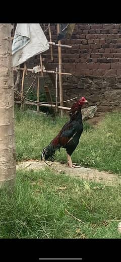 Chiken