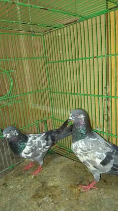Pigeon