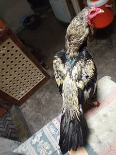 Jagiri