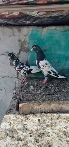 pathi and patha