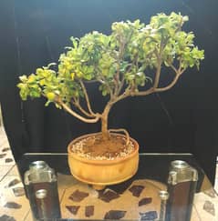 Bonsai (Ficus)