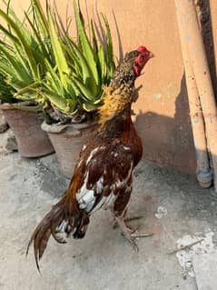 Mianwali