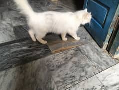parsain white cat