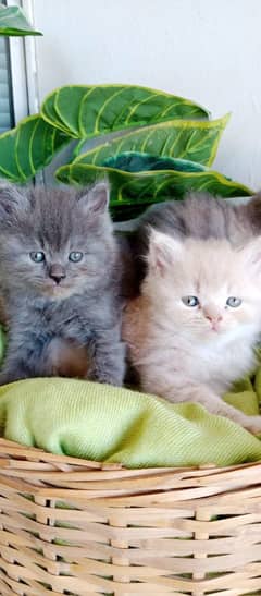 Persian