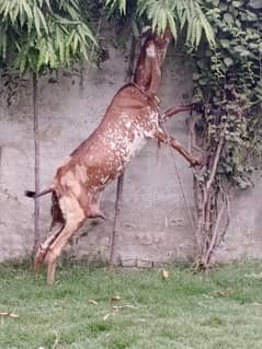 Pure Desi Cheni Bakri Full Size Height Healthy & Active 3 To 4 kg milk