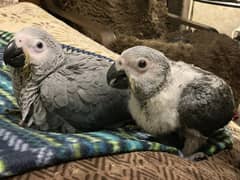 Grey parrot  chick