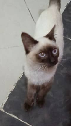 Siamese