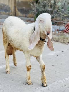 Dumba khajla gulabi sargoda