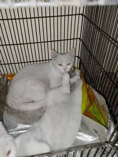 Persian