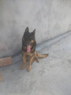03231527149