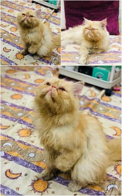 Peki Face Male |Piki Male| Male Cat Available |