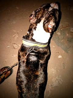 Pitbull
