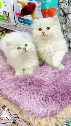 Parisian healthy and active kitten for sale