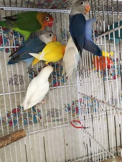 Lovebird