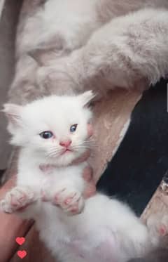 Persian doll face Kittens for adoption 3 white with Sea blue eyes